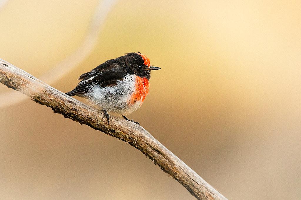 Tatty Robin by Paul Amyes on 500px.com