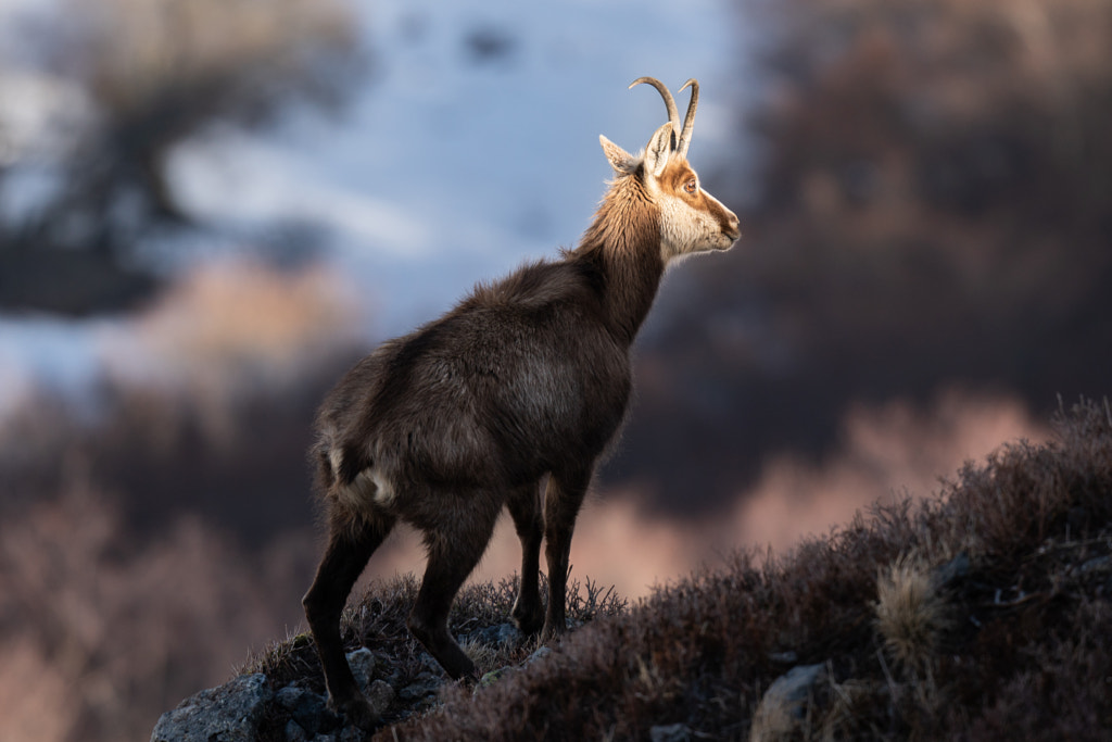 Chamois



 by Olivier Lamoureux on 500px.com