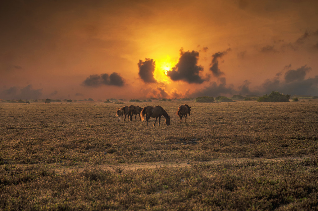 Wild Horses at Dawn by Sulakkhana Chamara on 500px.com