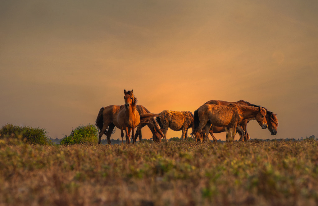 Face to Face by Sulakkhana Chamara on 500px.com