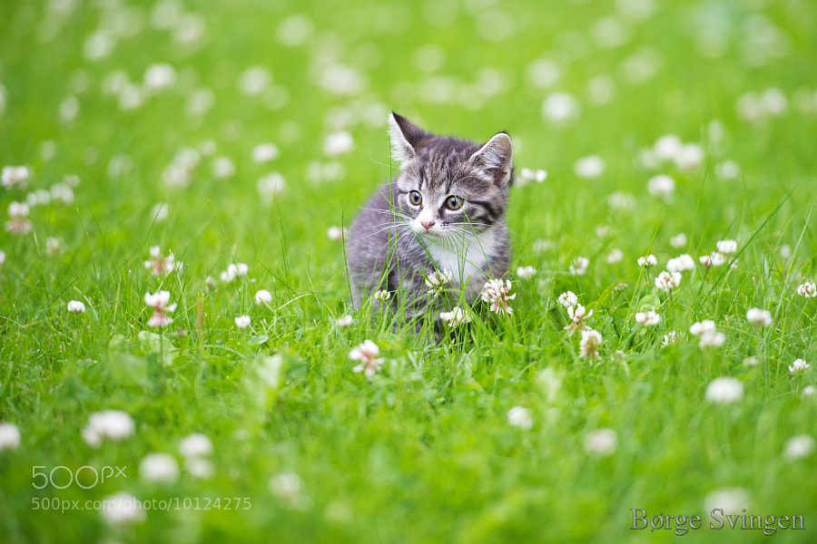 Kitten in the Clover by Børge Svingen