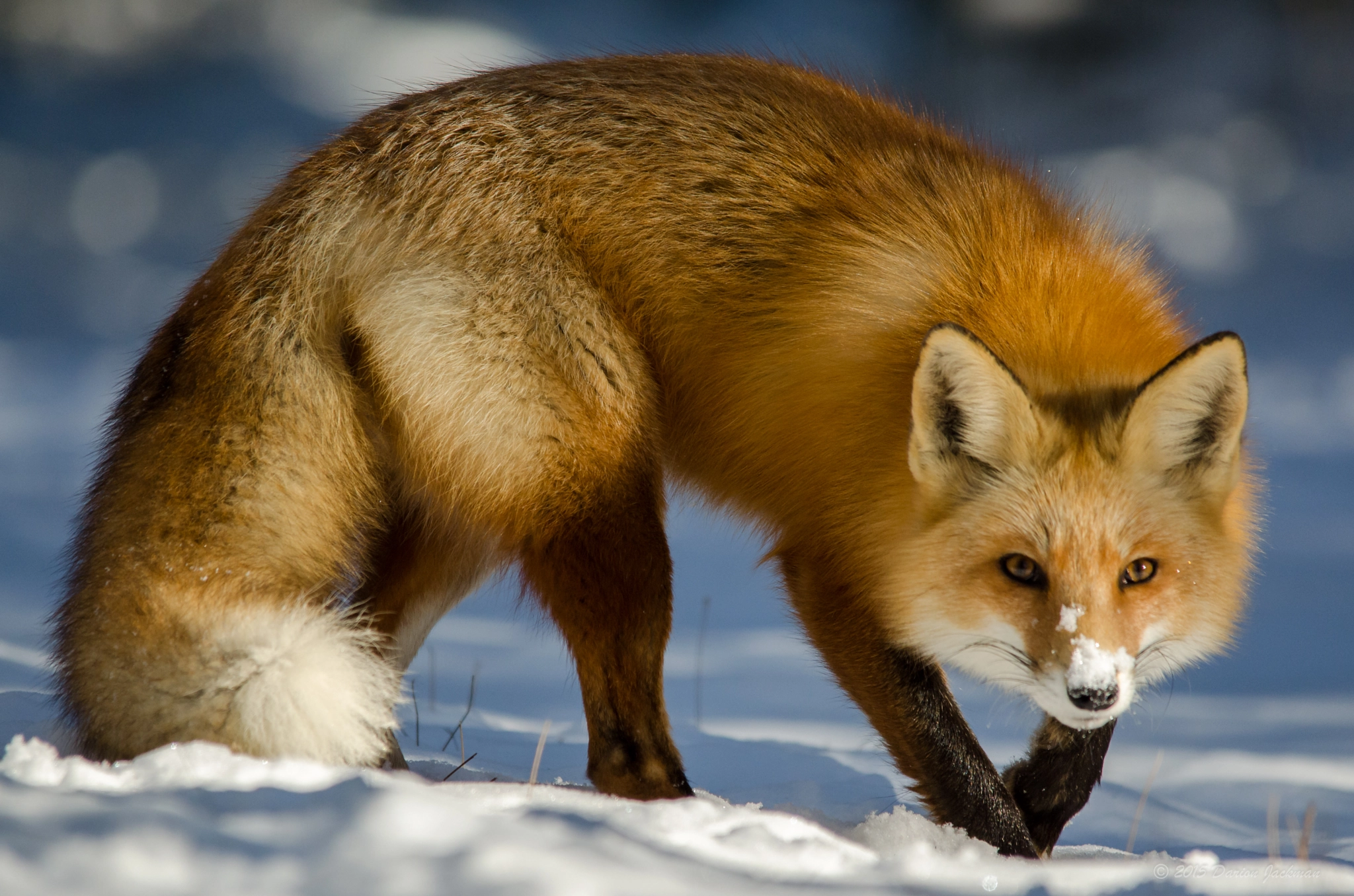 Red Fox Hunting by Darion Jackman - Photo 101244469 / 500px