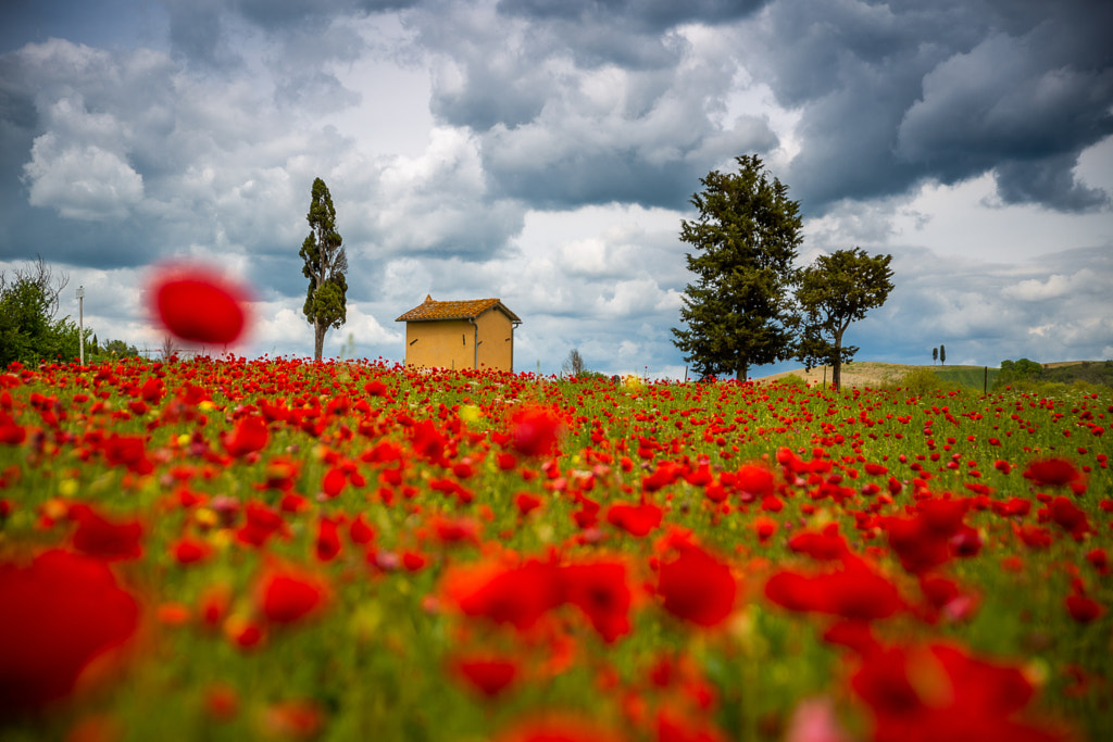 Tuscany poppies by Paweł Uchorczak on 500px.com