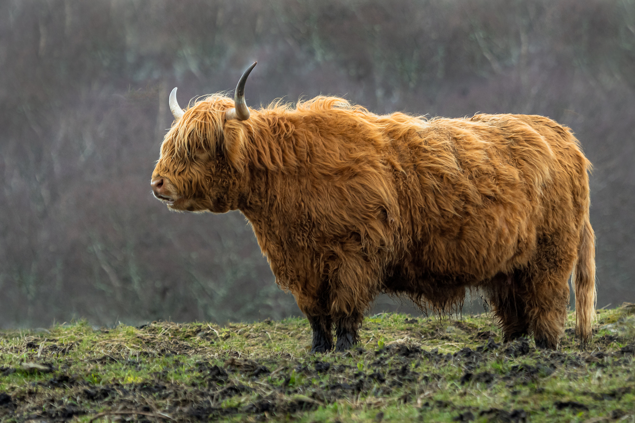 Highland Cow - Wet & Cold Nice coat