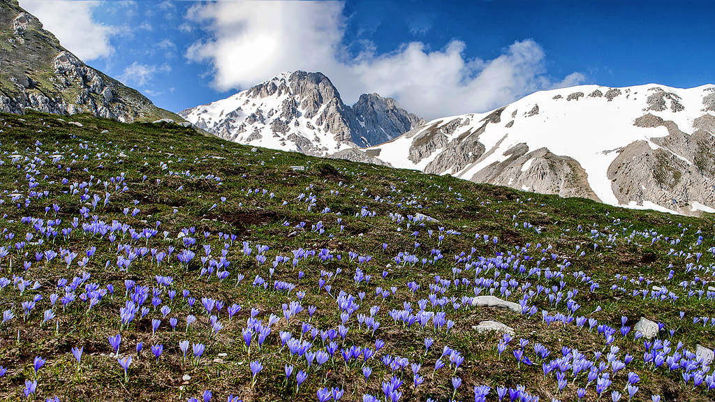 185-Flowering at the foot of the Great Horn by Franco Gigante on 500px.com