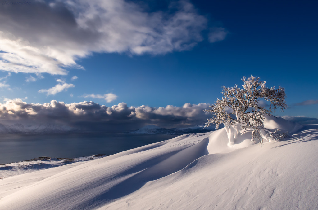 Ice-covered little tree by Jens Hansen on 500px.com