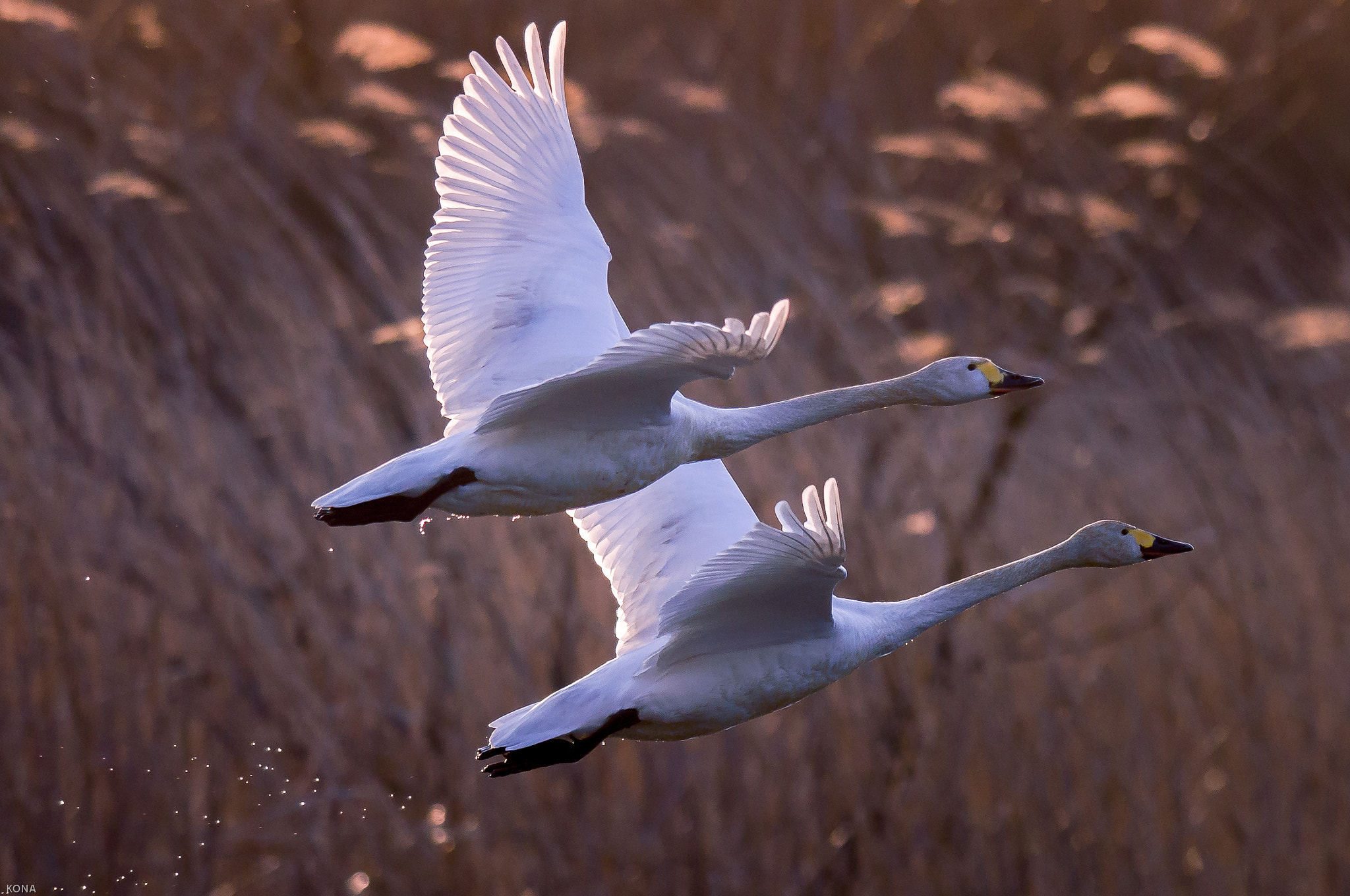 Nikon AF-S Nikkor 400mm F2.8G ED VR II sample photo. Swans photography