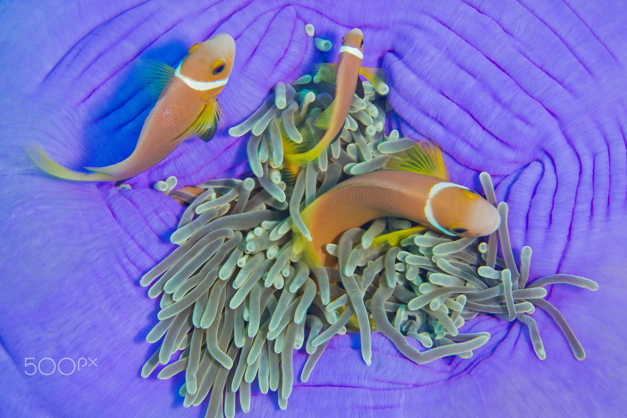 Blackfinned Anemonefish