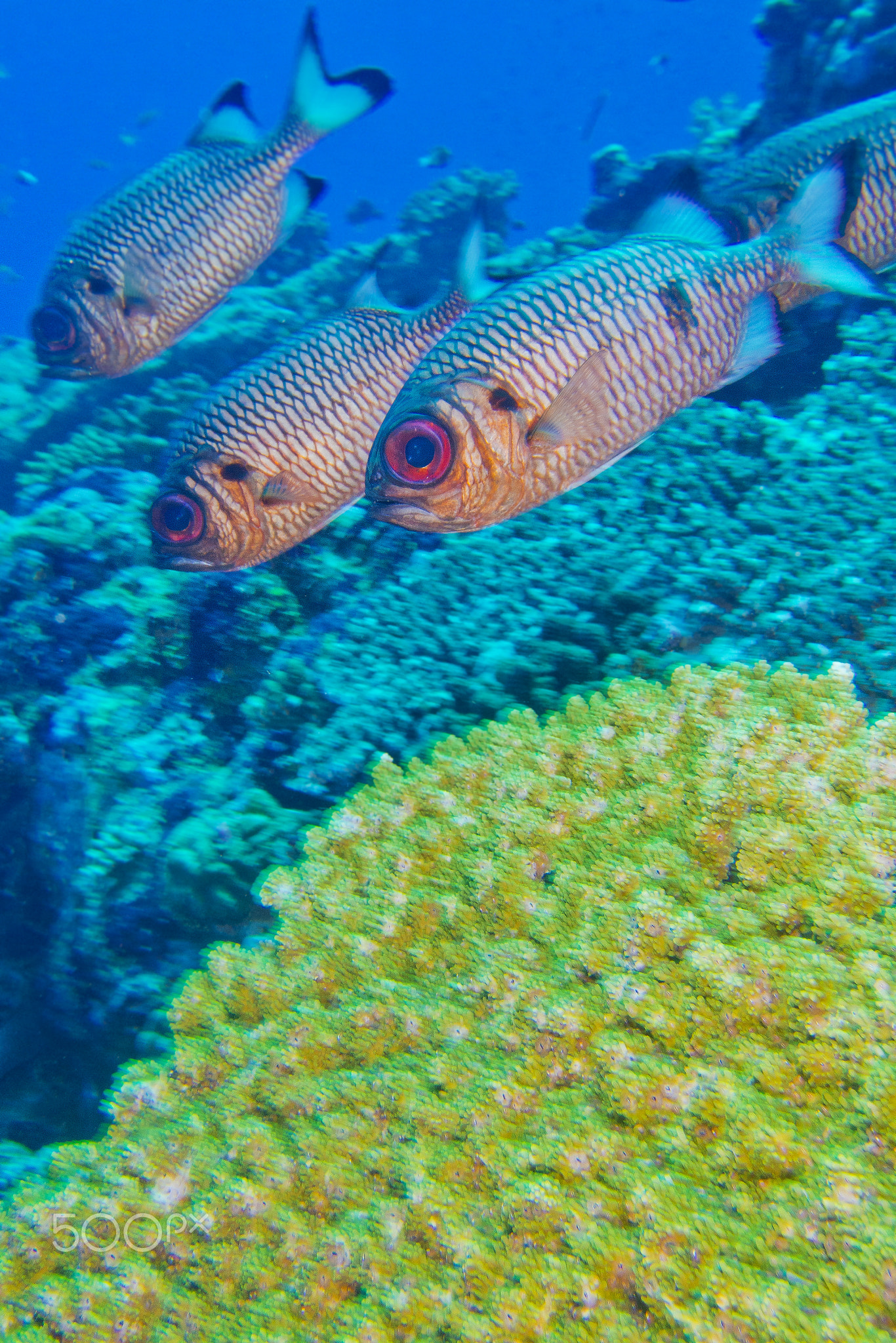 Bronze Soldierfish, Myripristis adusta, North Ari Atoll