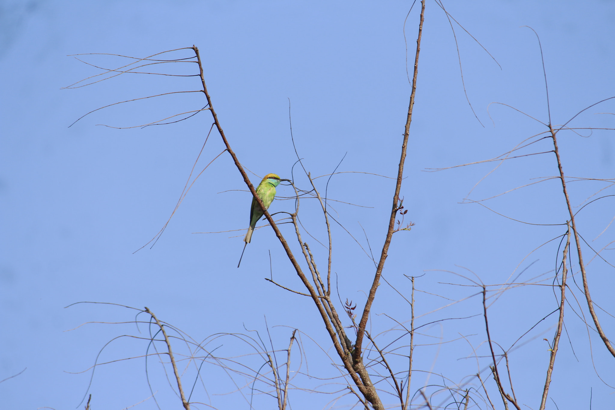 A majestic bee eater