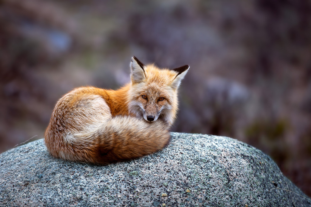 Red Fox by Jon Albert on 500px.com