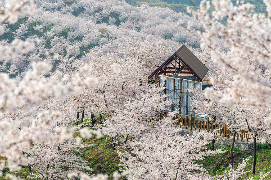 花丛中 by 凡品  on 500px.com