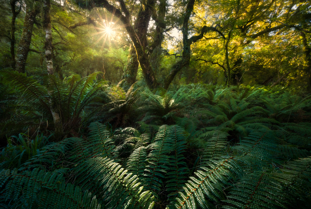 Rebirth by William Patino on 500px.com