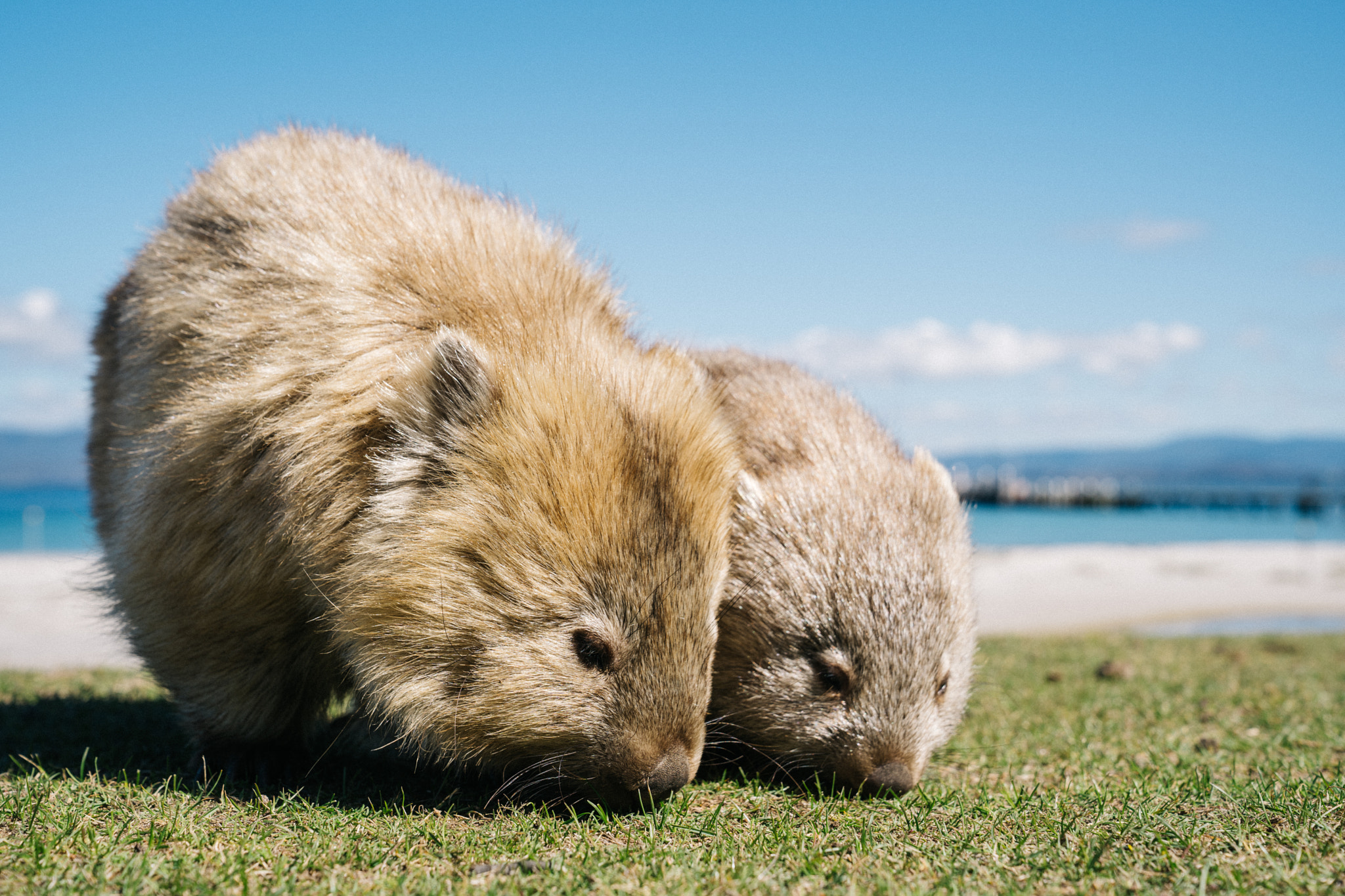 Wombat mother and joey