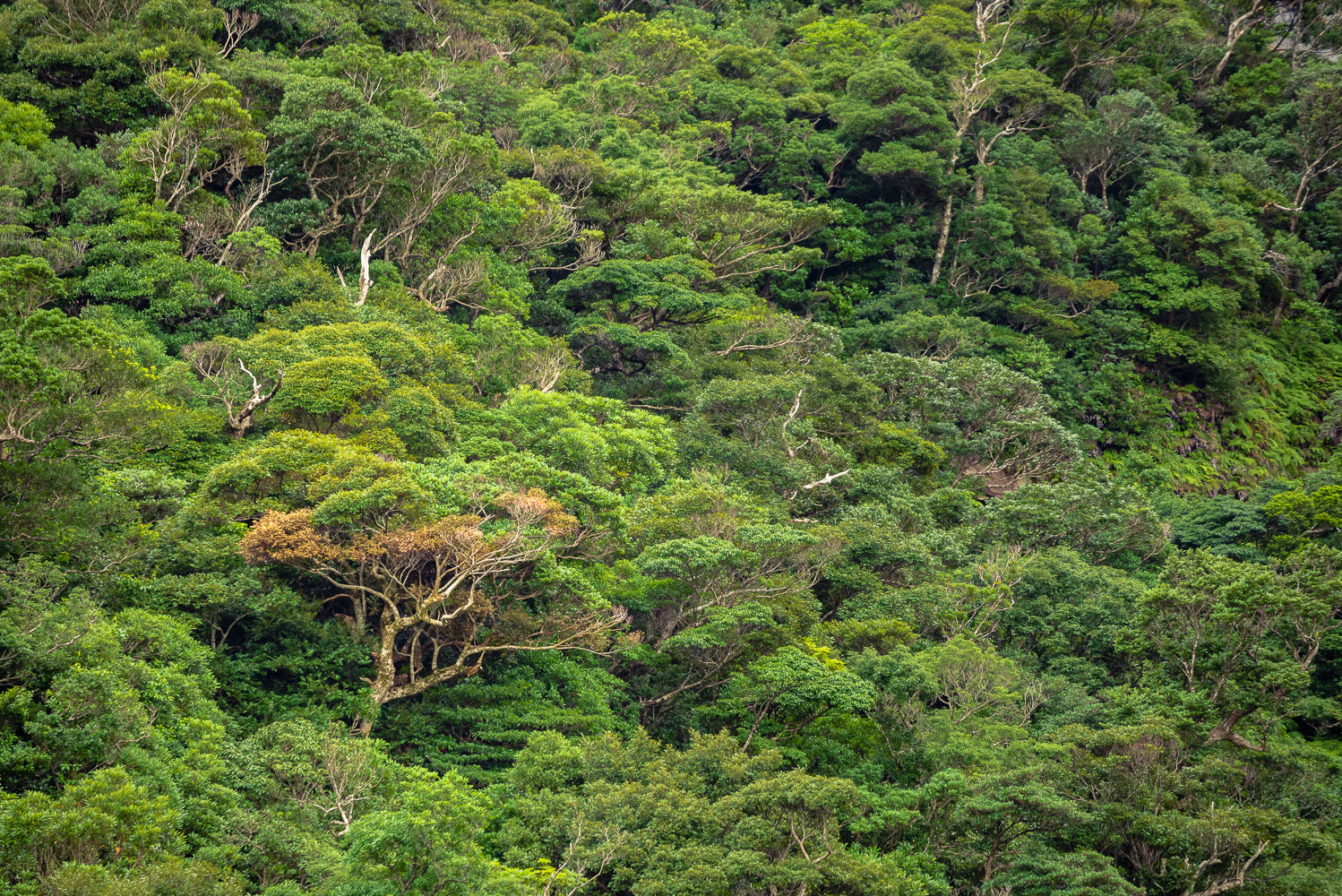 Forêt primaire de Yakusima