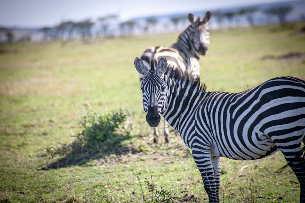 Zebra by Furqan Ali on 500px.com