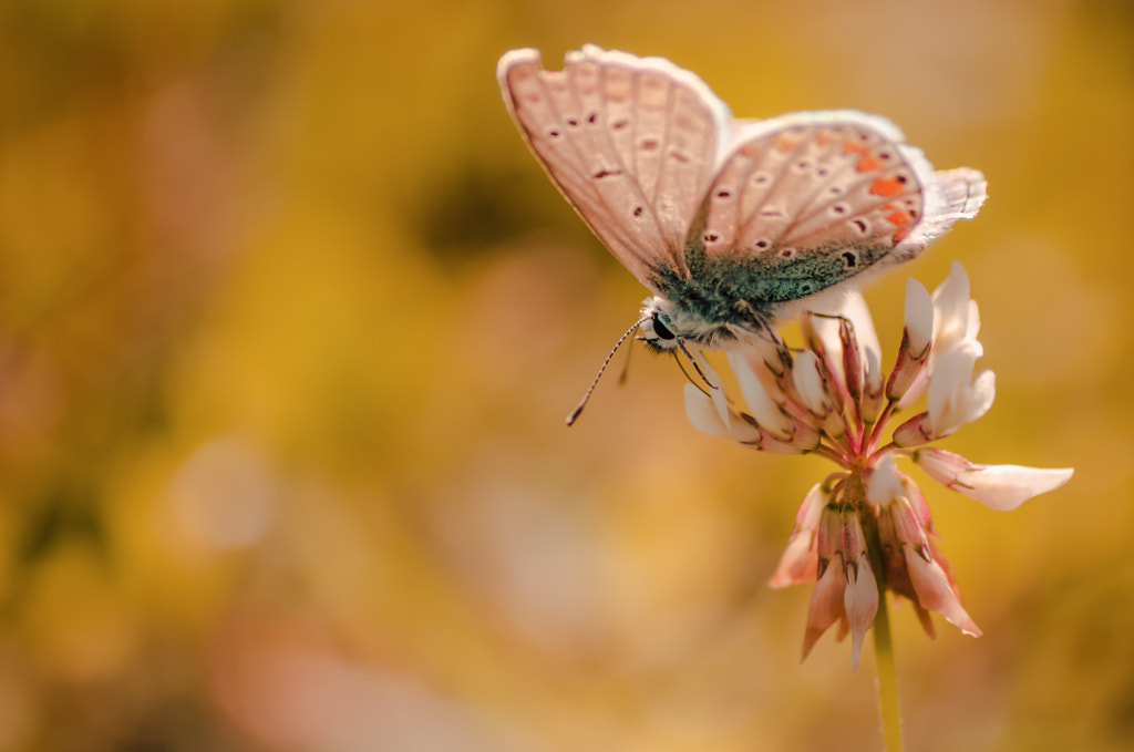 Yellow by Julija Miova on 500px.com