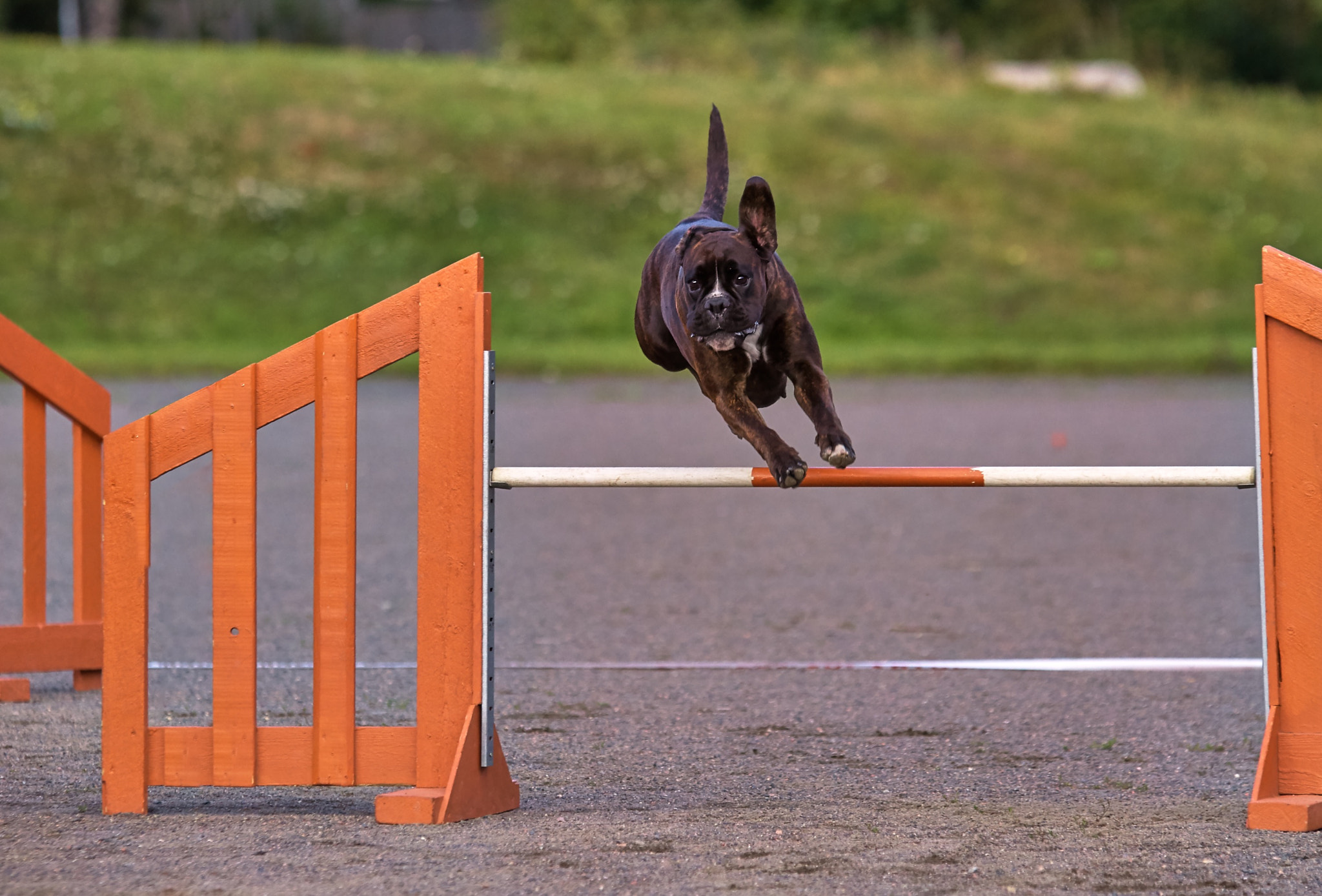 Boxer in agility action