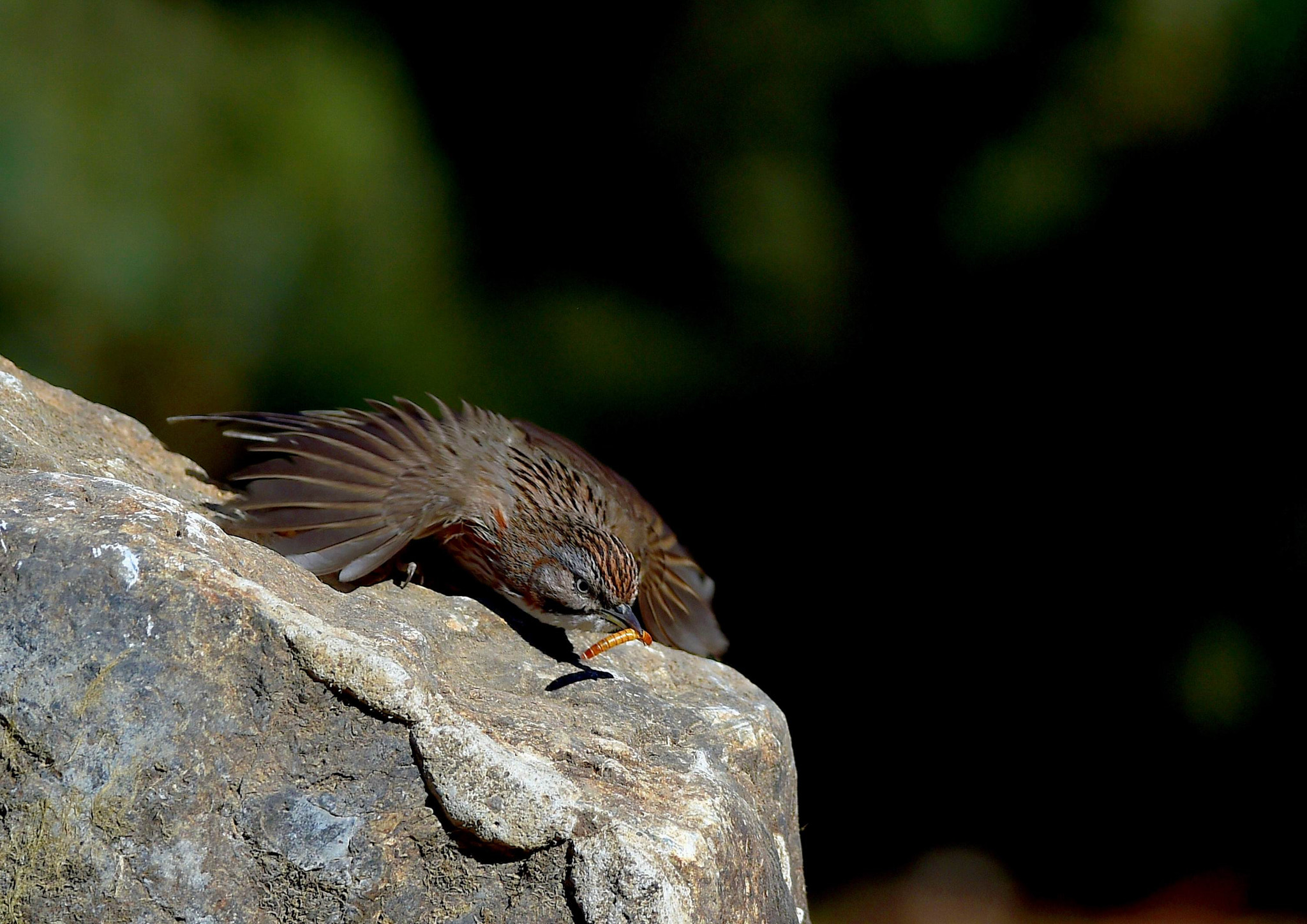 Hill Babbler