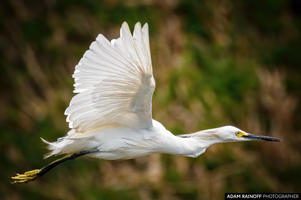 Snowy Egret Cameguadua Chinchina Caldas Colombia