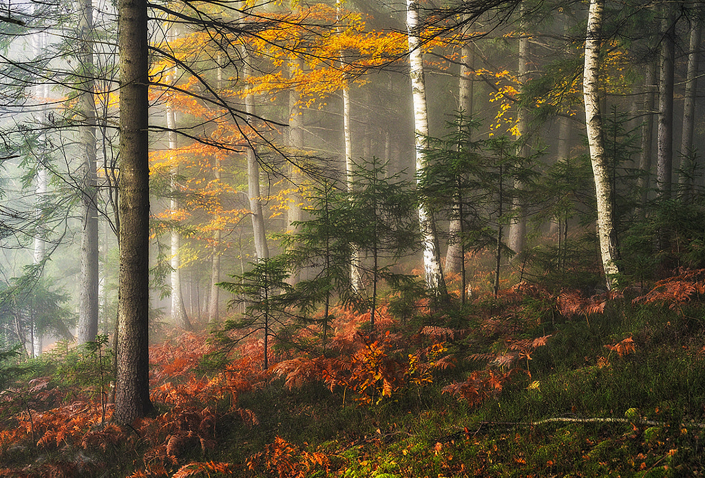 autumn forest by Sergey Nesterchuk on 500px.com
