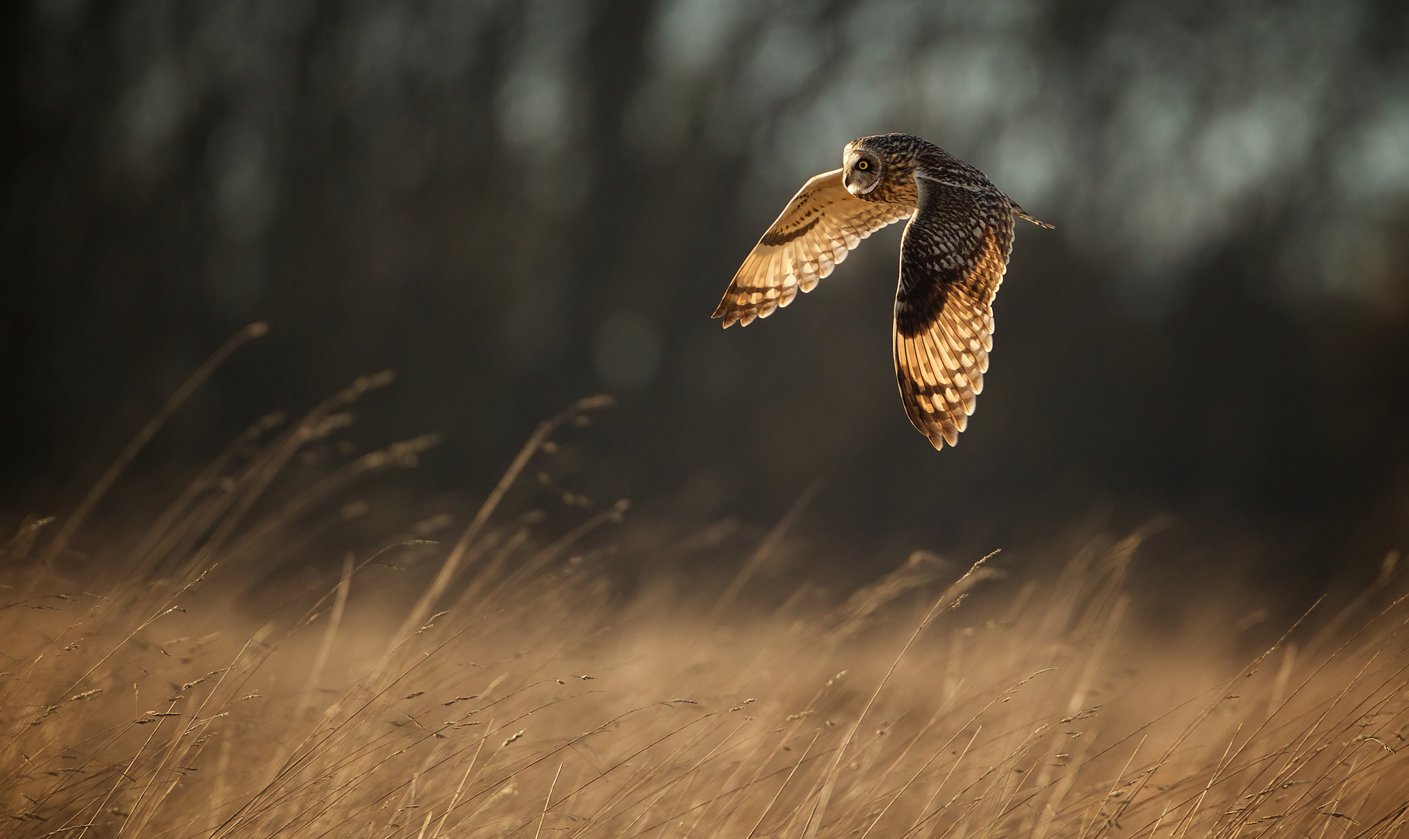 fly-by