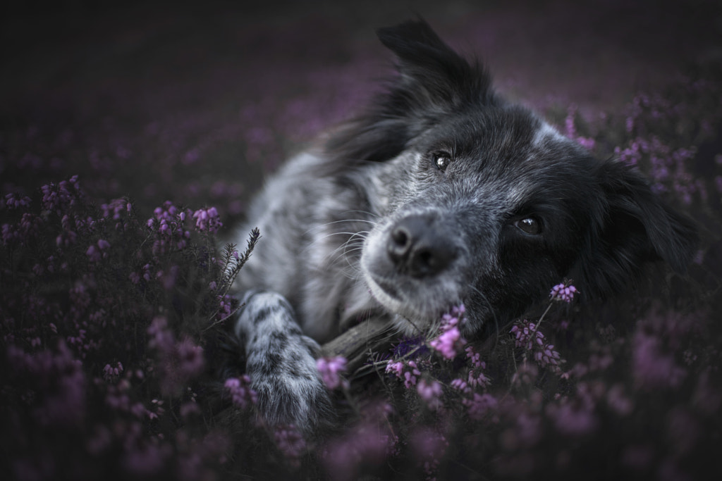 little dreamer by Anne Geier on 500px.com