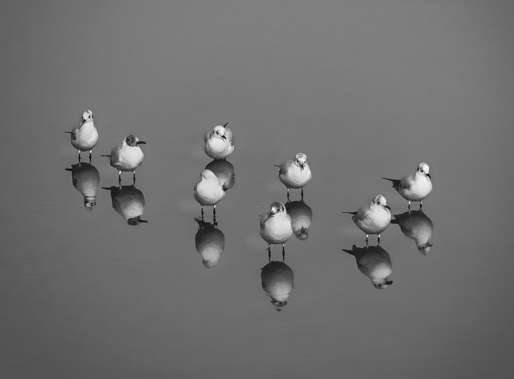 Black-headed gulls by Keren Or on 500px.com