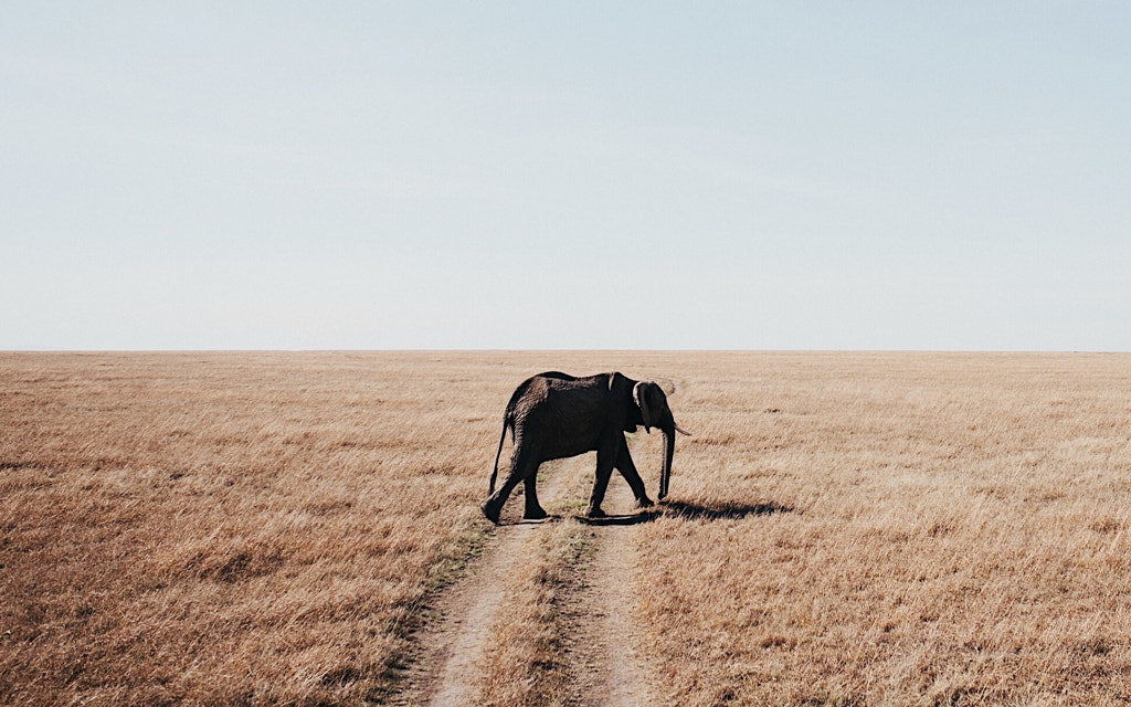 Elephant. Kenya.  by Tanner Wendell Stewart on 500px.com