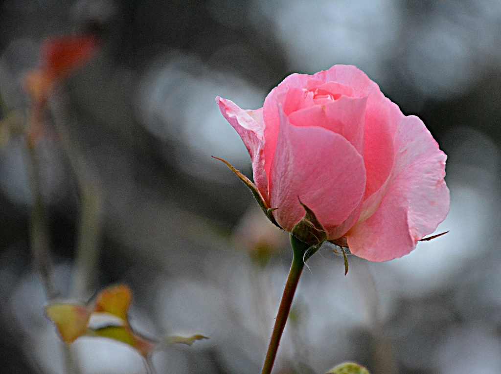 Pink rose  by Mirza  Cengic on 500px.com