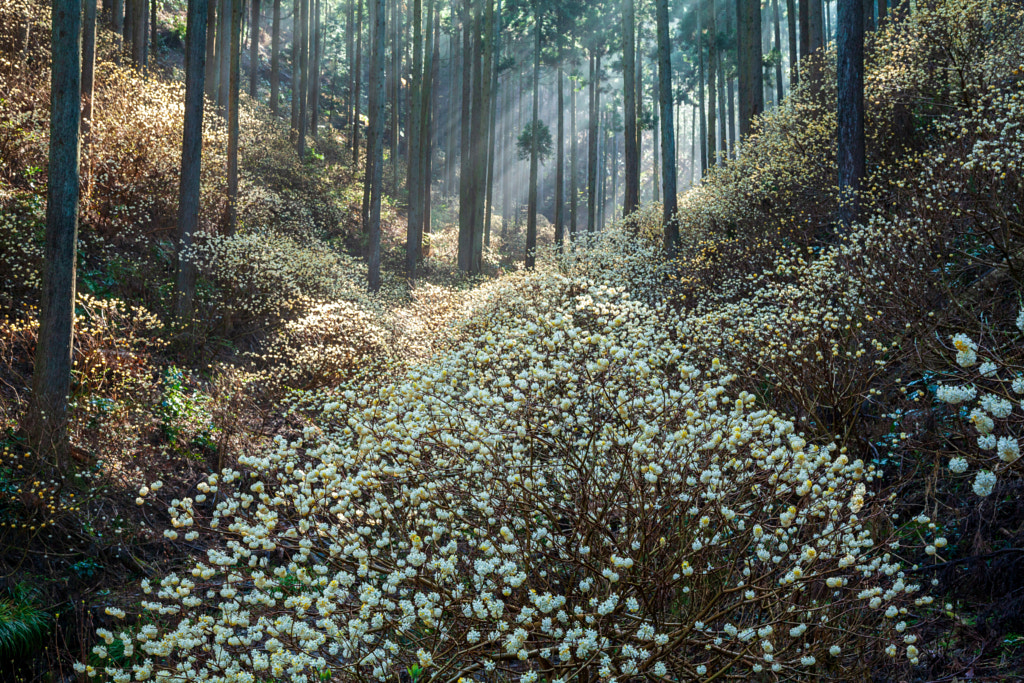 Forest where flowers of Mitsumata are blooming by Michiyoshi Akiyama on 500...