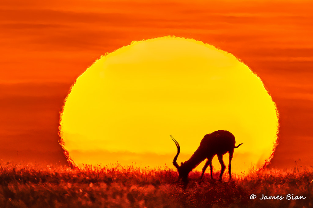 Sunset in Masai Mara by James Bian on 500px.com