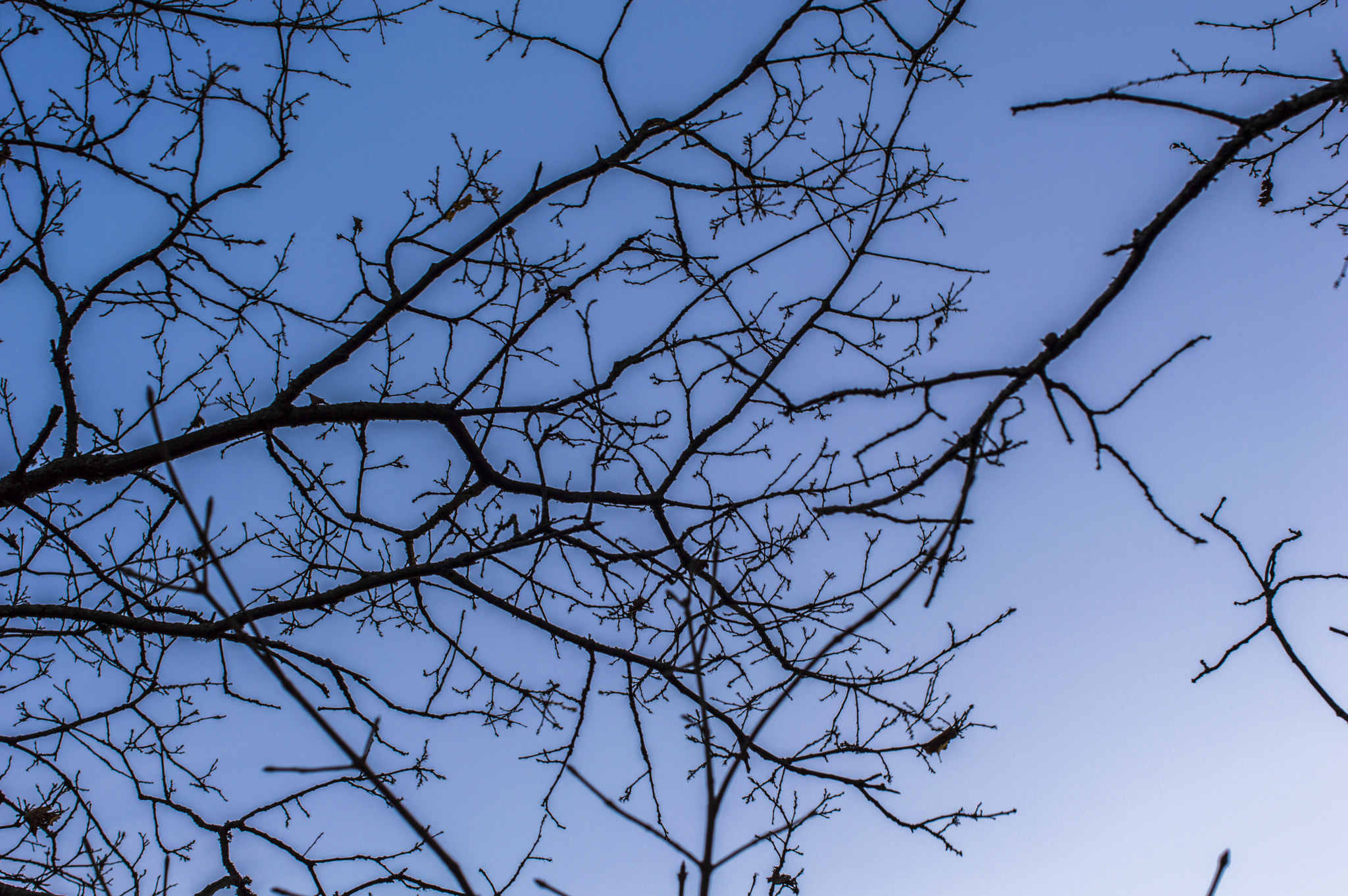 Network of branches in the sky