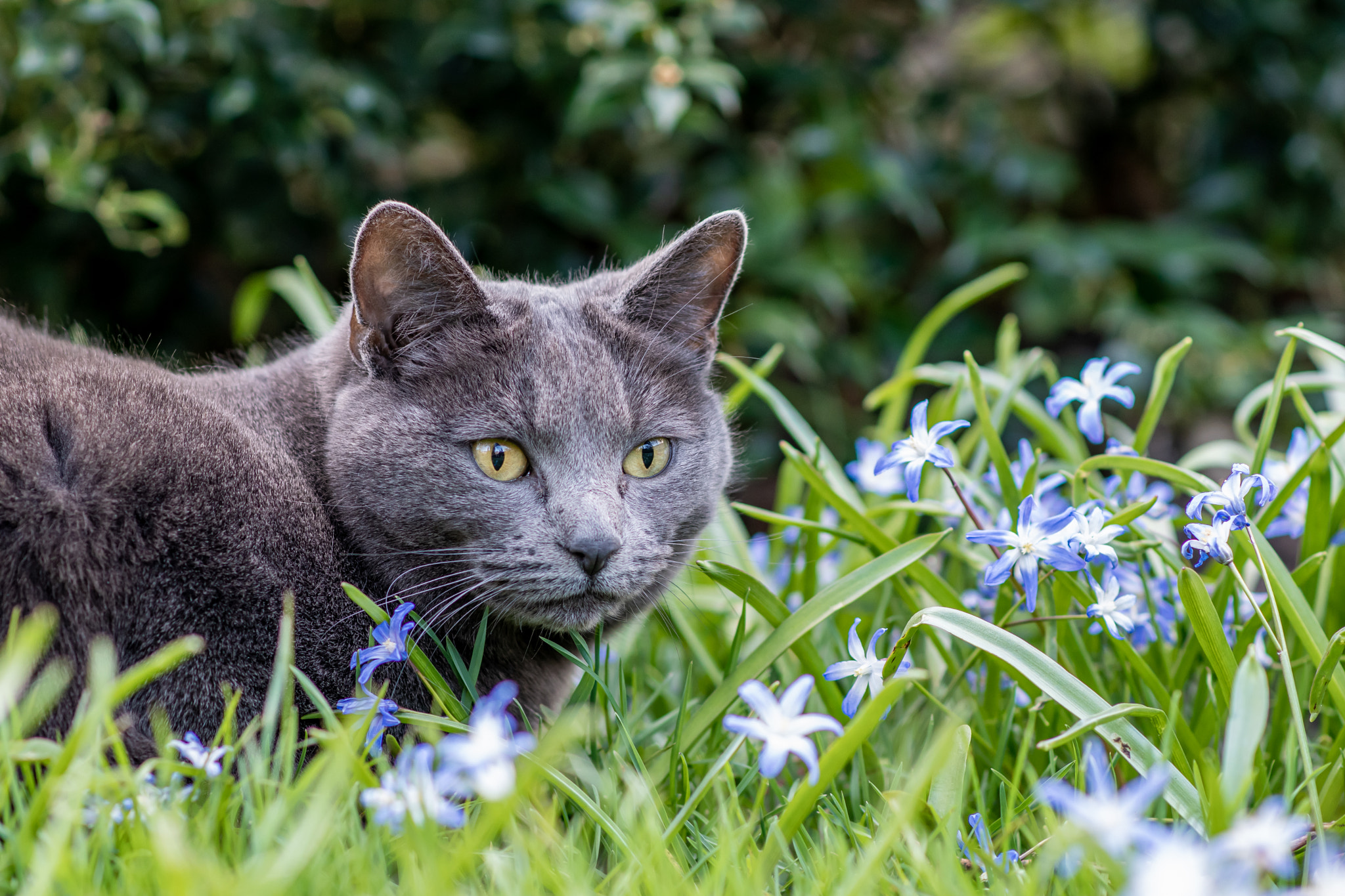 Flower cat