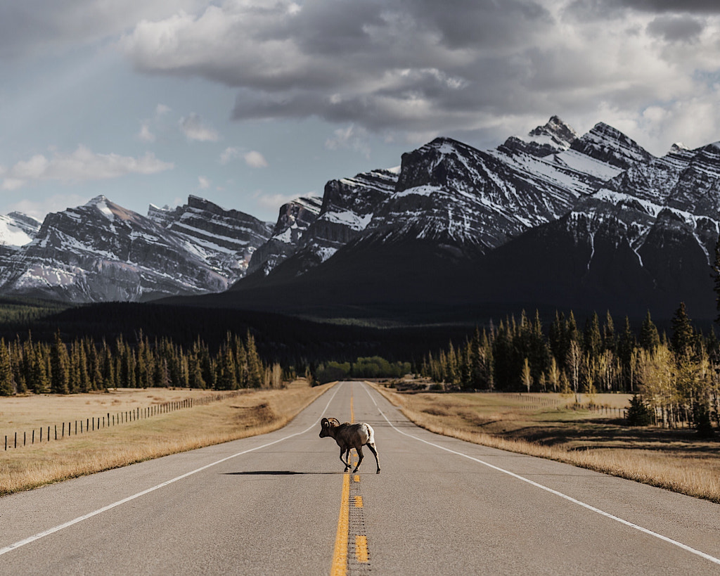 Rocky Mountain sheep.  by Tanner Wendell Stewart on 500px.com