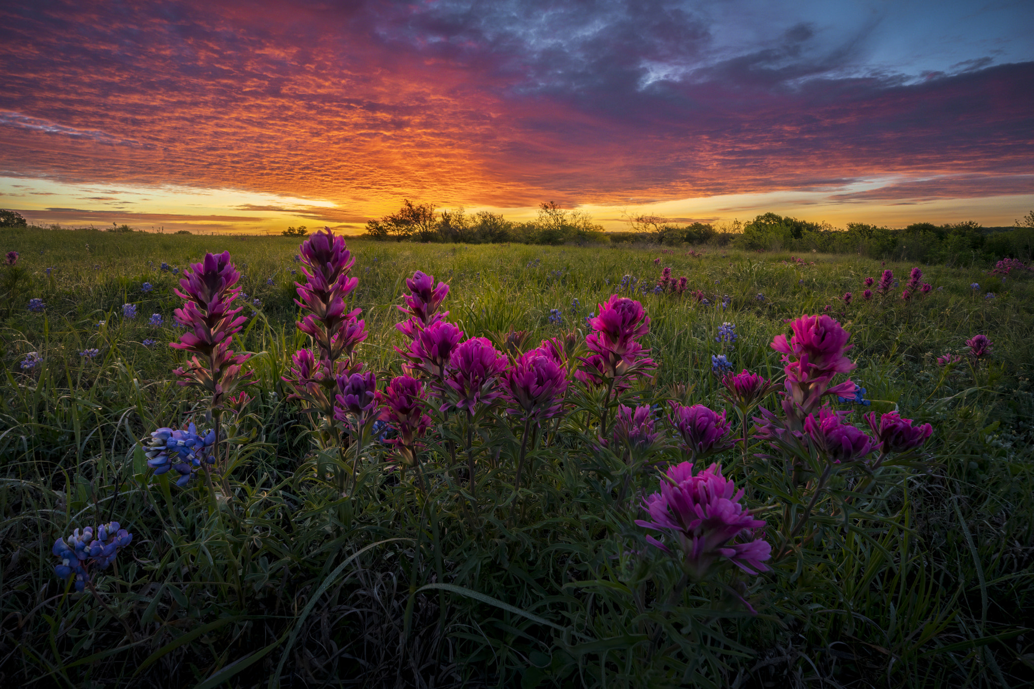 Texas Wildflowers at Sunrise by Dean Fikar / 500px