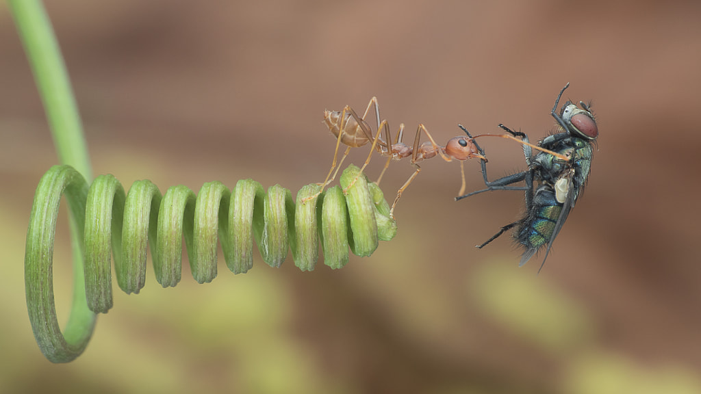 Ant Win.  by Lim Choo How on 500px.com