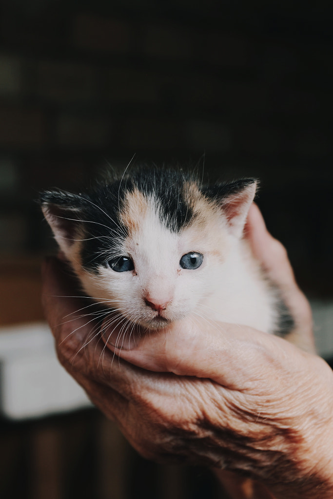 Cuteness by Maja Kolarski on 500px.com