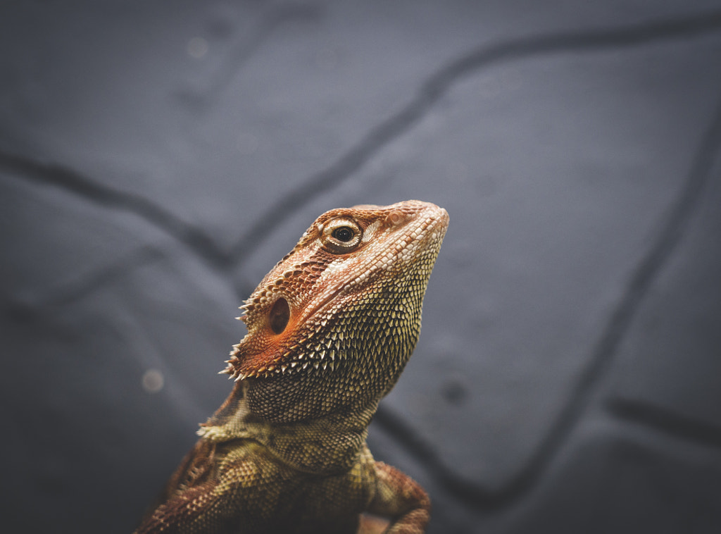 You like my beard. by Pablo Reinsch on 500px.com