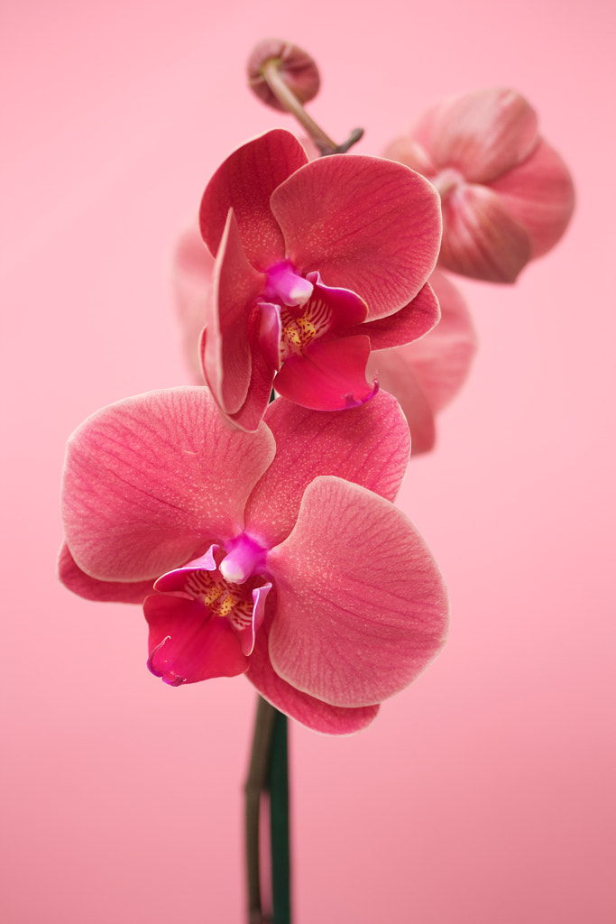 Pink orchids by Sarah Saratonina on 500px.com