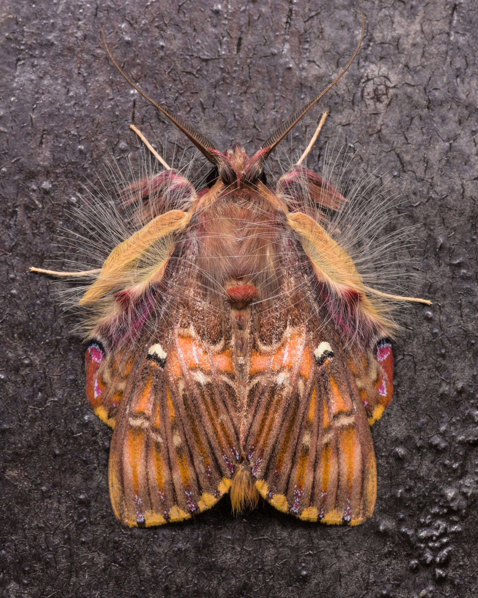 Moth