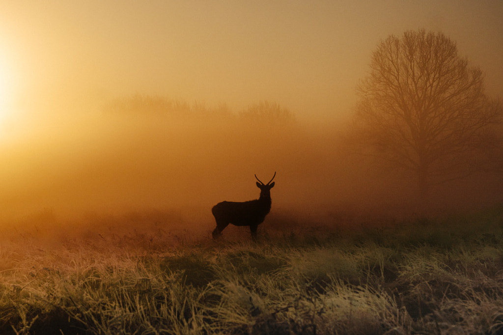 Ghost by Dom Piat on 500px.com