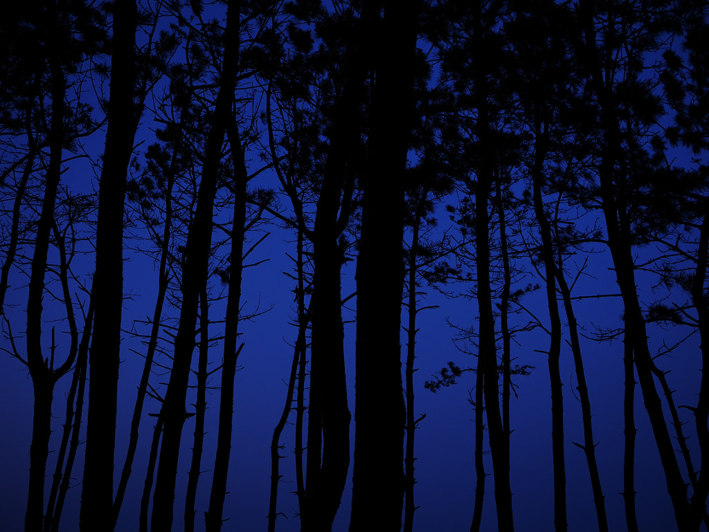 Blue forest by goreliu on 500px.com