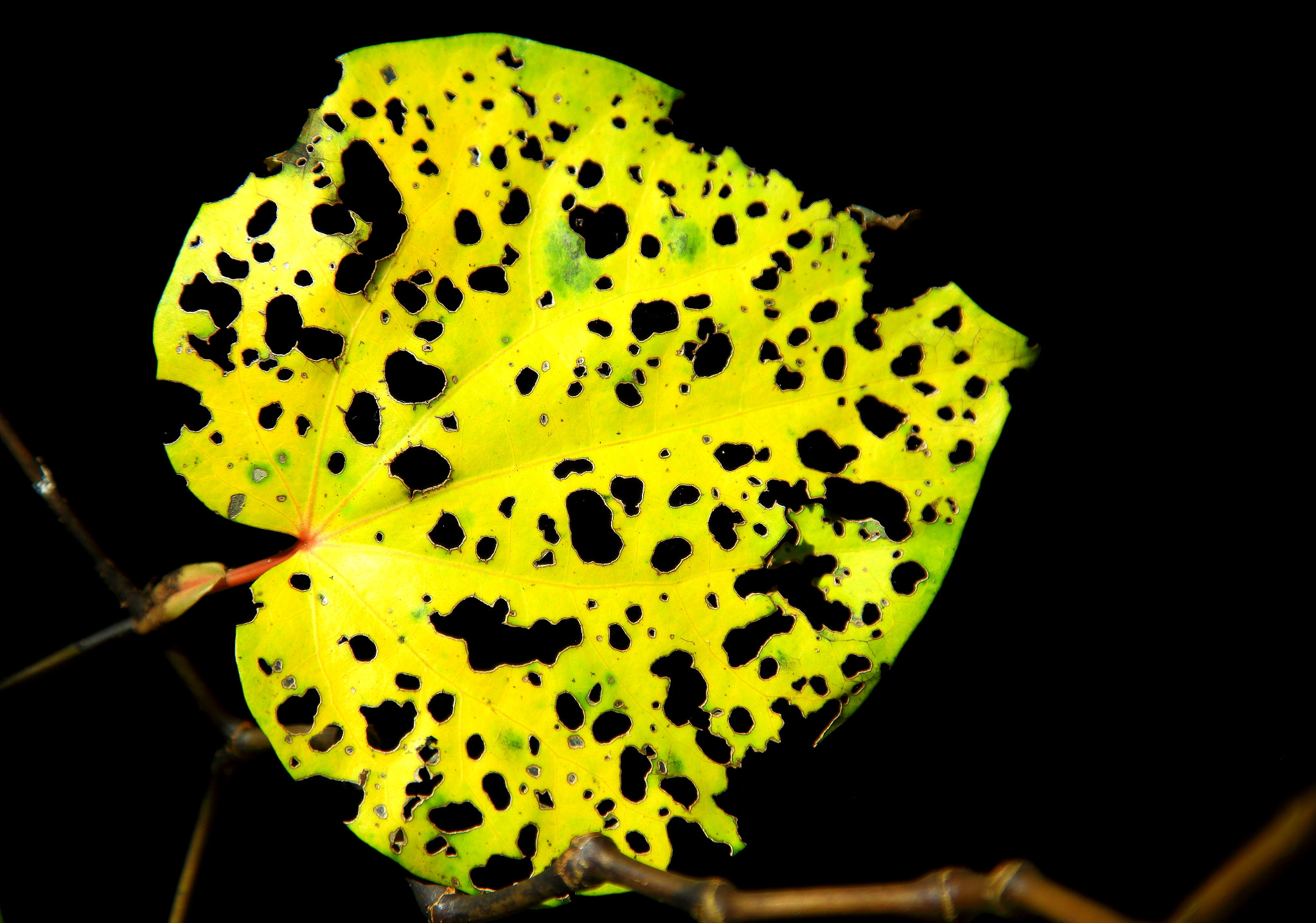 v2?sig=d77a03b653c724ec49df1894c19c9cb4a986bcaa6fb6c41a25d5e649a42fad6f