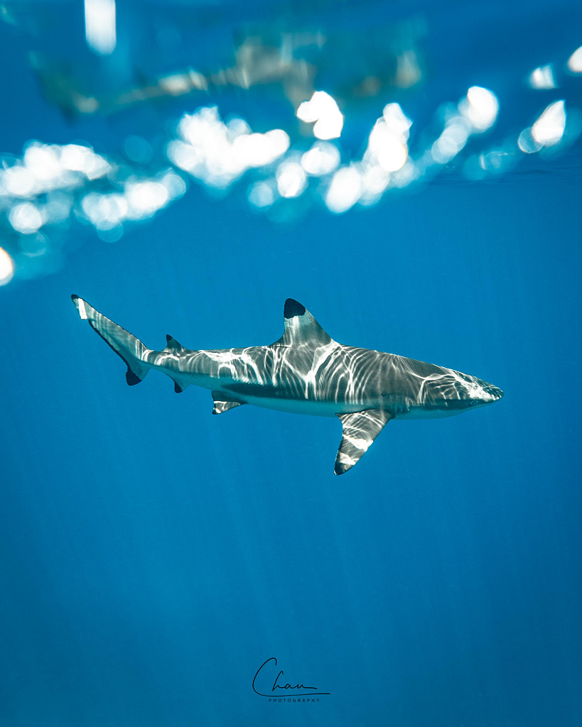 Blacktip  by Chun Chau on 500px.com