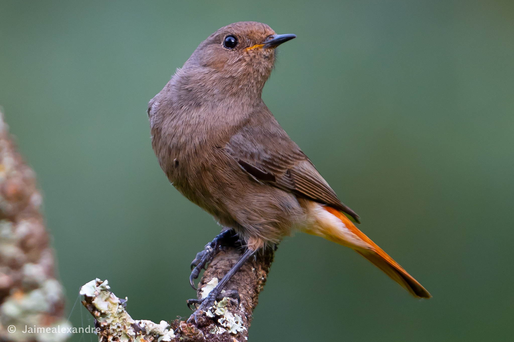 Rabirruivo (Phoenicurus ochruros)