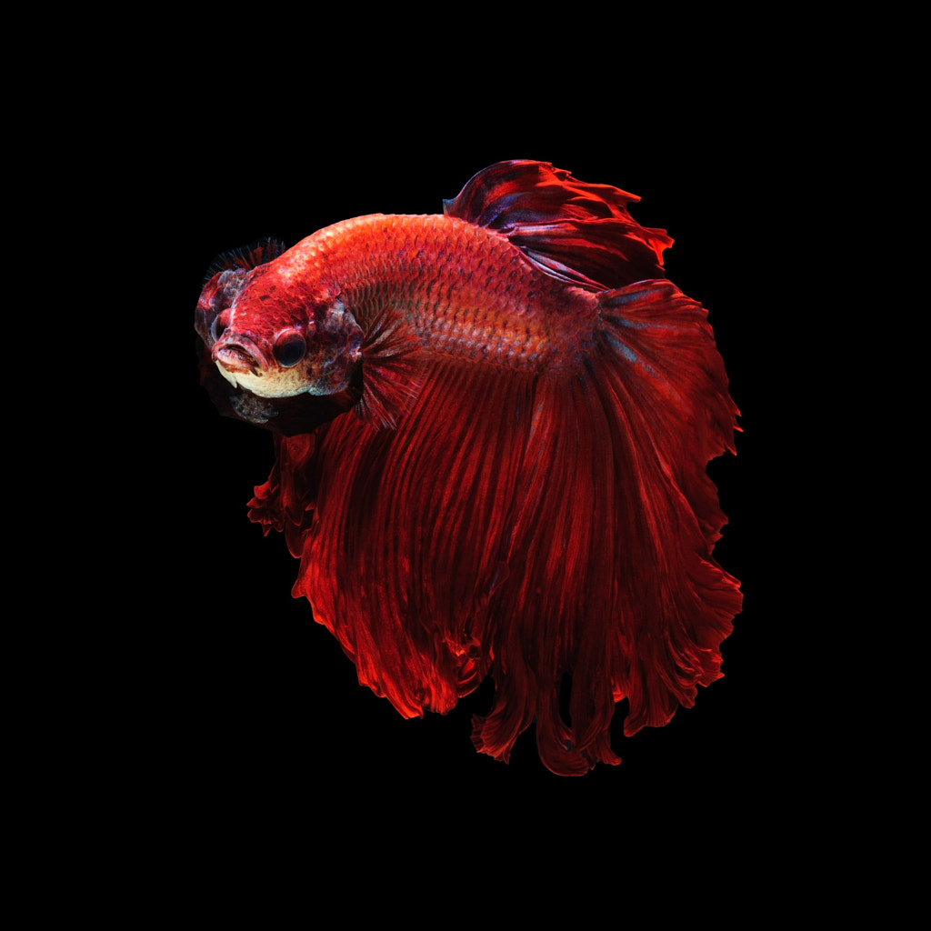 Color wheel - Red betta fish by Jirawat Plekhongthu on 500px.com