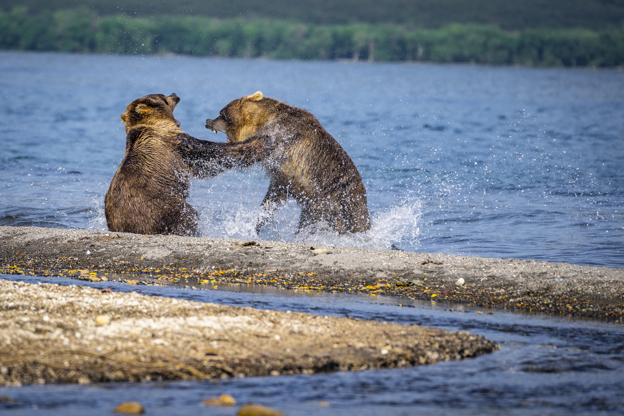 Fighting Bears