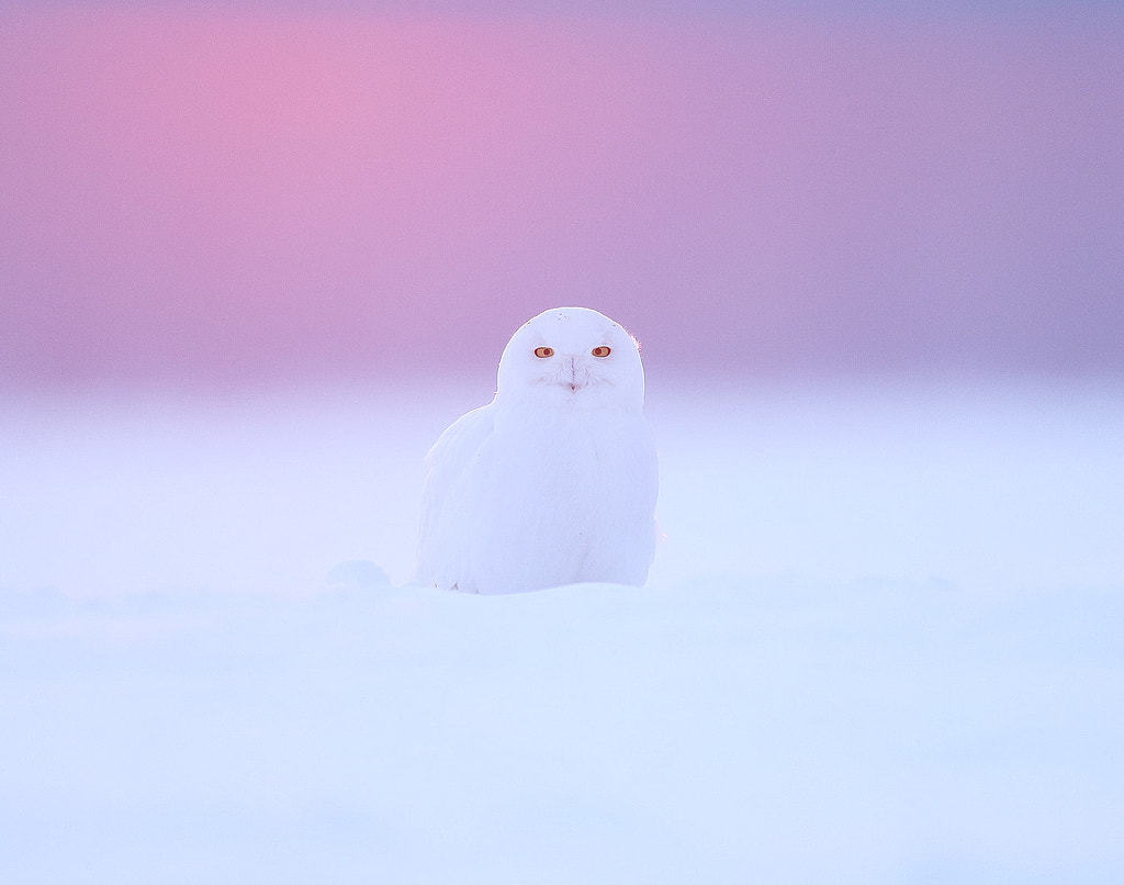 SNOWY OWL ( MALE )