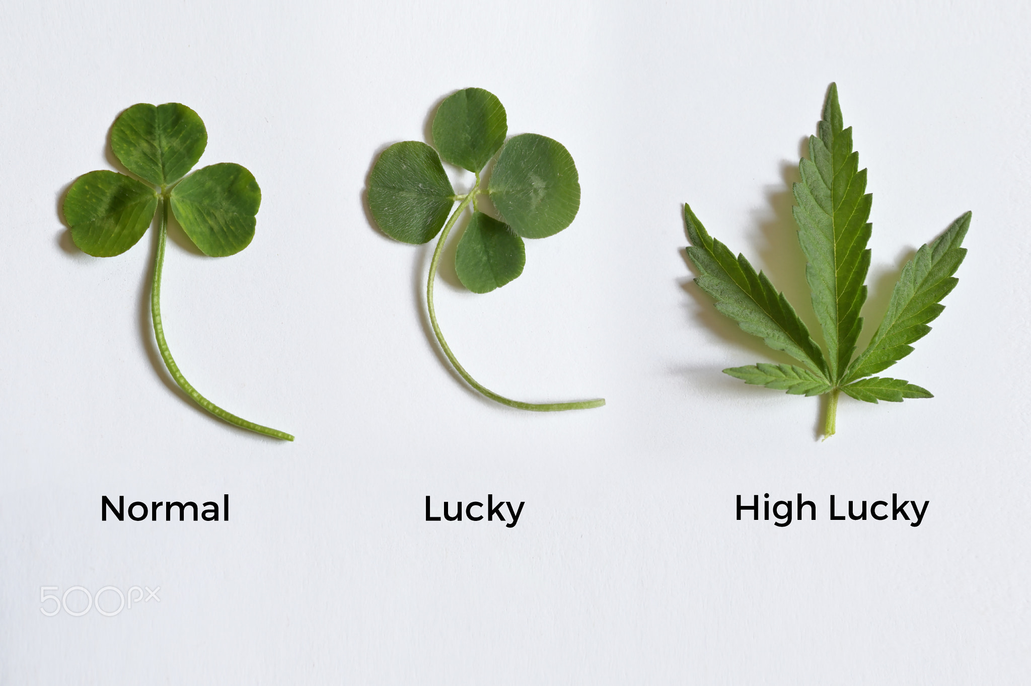 Green Leaf Of Clover and Green Leaf Of A Canabis